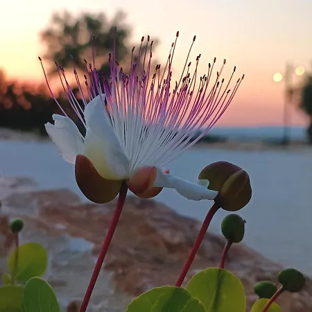 Gospodarstwo wiejskie Carrua